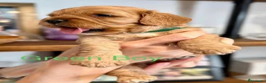Cavapoo 1