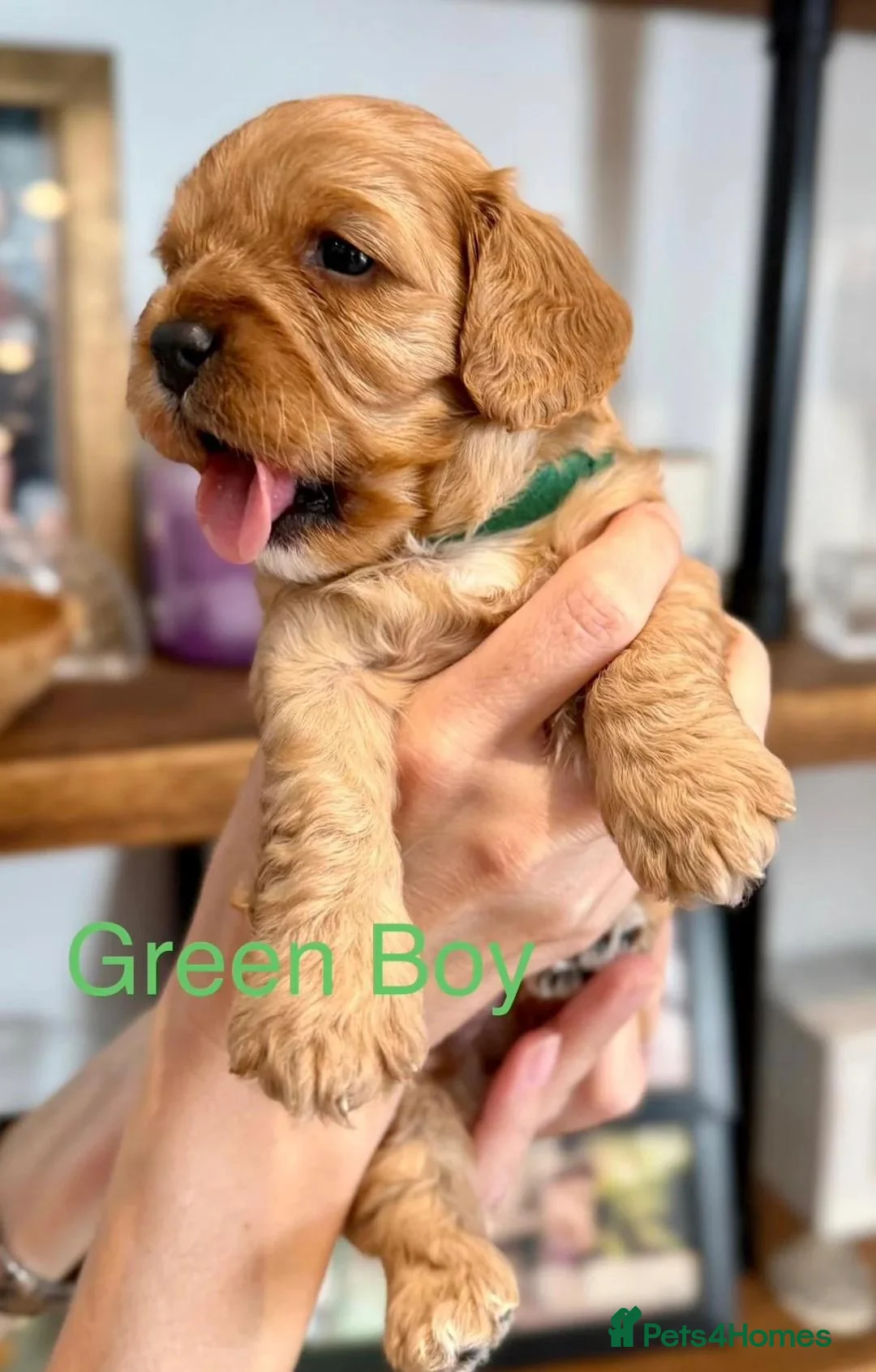 Cavapoo dogs for sale: Gorgeous Cavapoo Puppies — 3 Boys, 3 Girls. in St Albans - Advert 7
