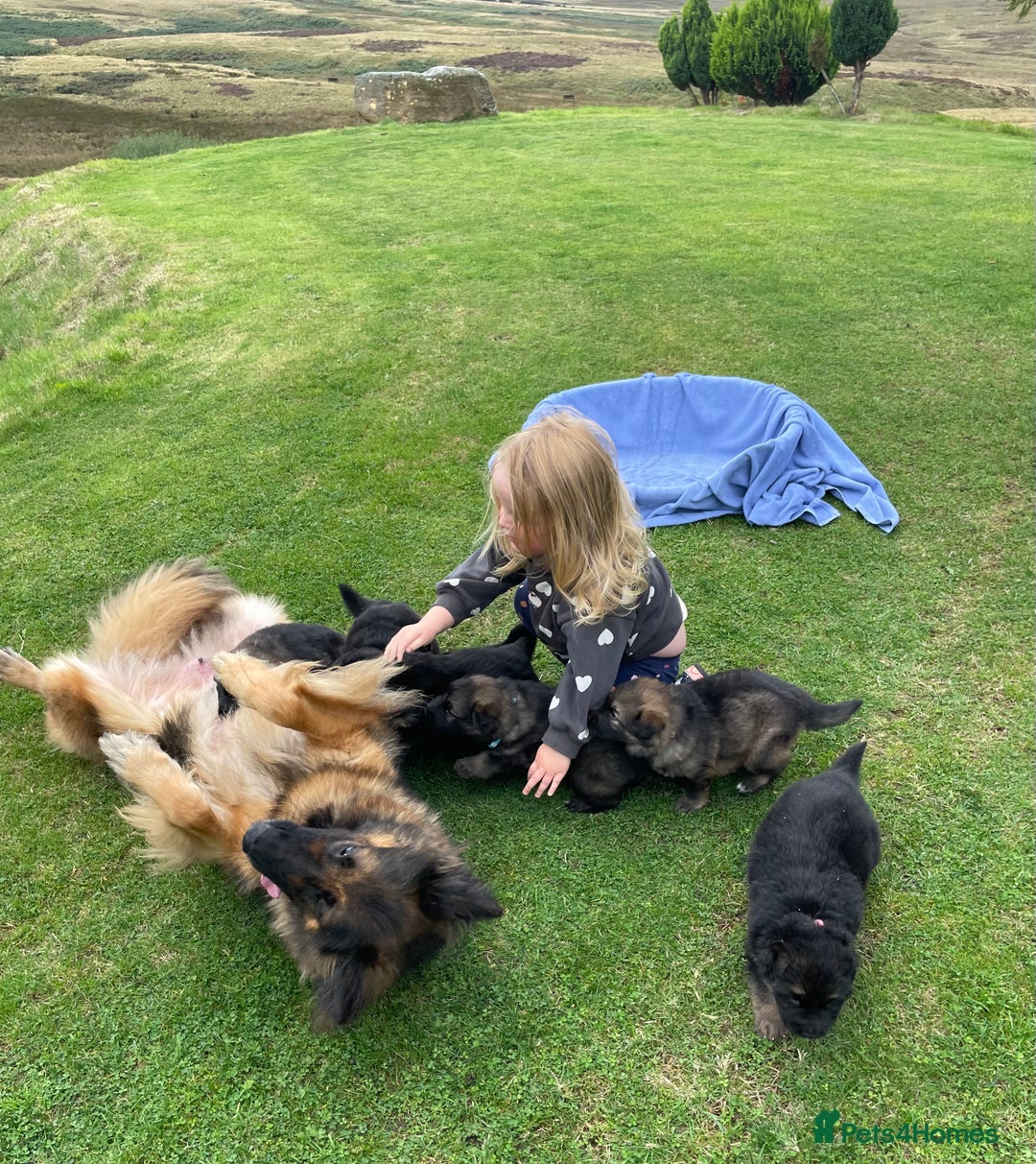 German Shepherd dogs for sale: Gorgeous German Shepherd pups - Image 11