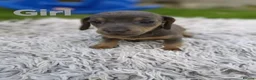 Miniature Dachshund dogs for sale: Beautiful miniature dachshund litter  - Advert 5