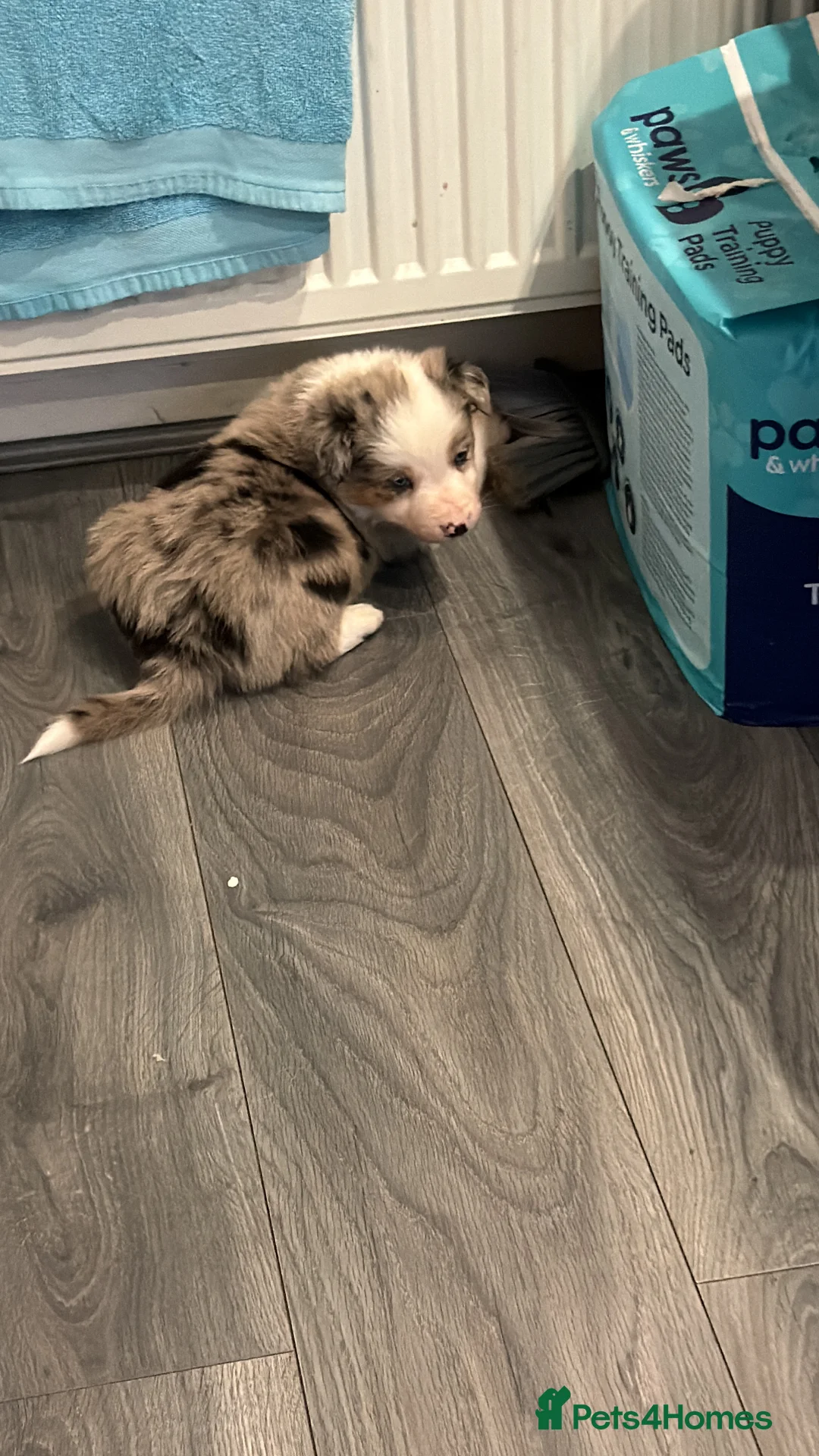 Mixed Breed dogs for sale: Stunning Border Collie Cross Puppies Family Raised - Advert 11