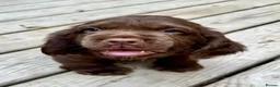 Sussex Spaniel dogs for sale: rimetime Sussex Spaniels Puppies Ready. in Peterhead - Advert 10