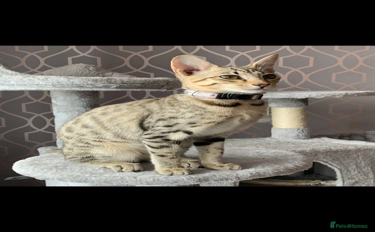 Savannah cats Savannah Breeding Queen - Advert 3
