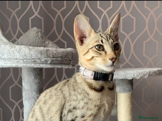 Savannah cats Savannah Breeding Queen - Advert 3