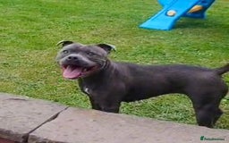 Staffordshire Bull Terrier dogs for sale: SIMPLY STUNNING COI 5.8% - Image 9