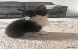 Mixed Breed cats for sale: 6 beautiful Mixed breed kittens  - Image 6