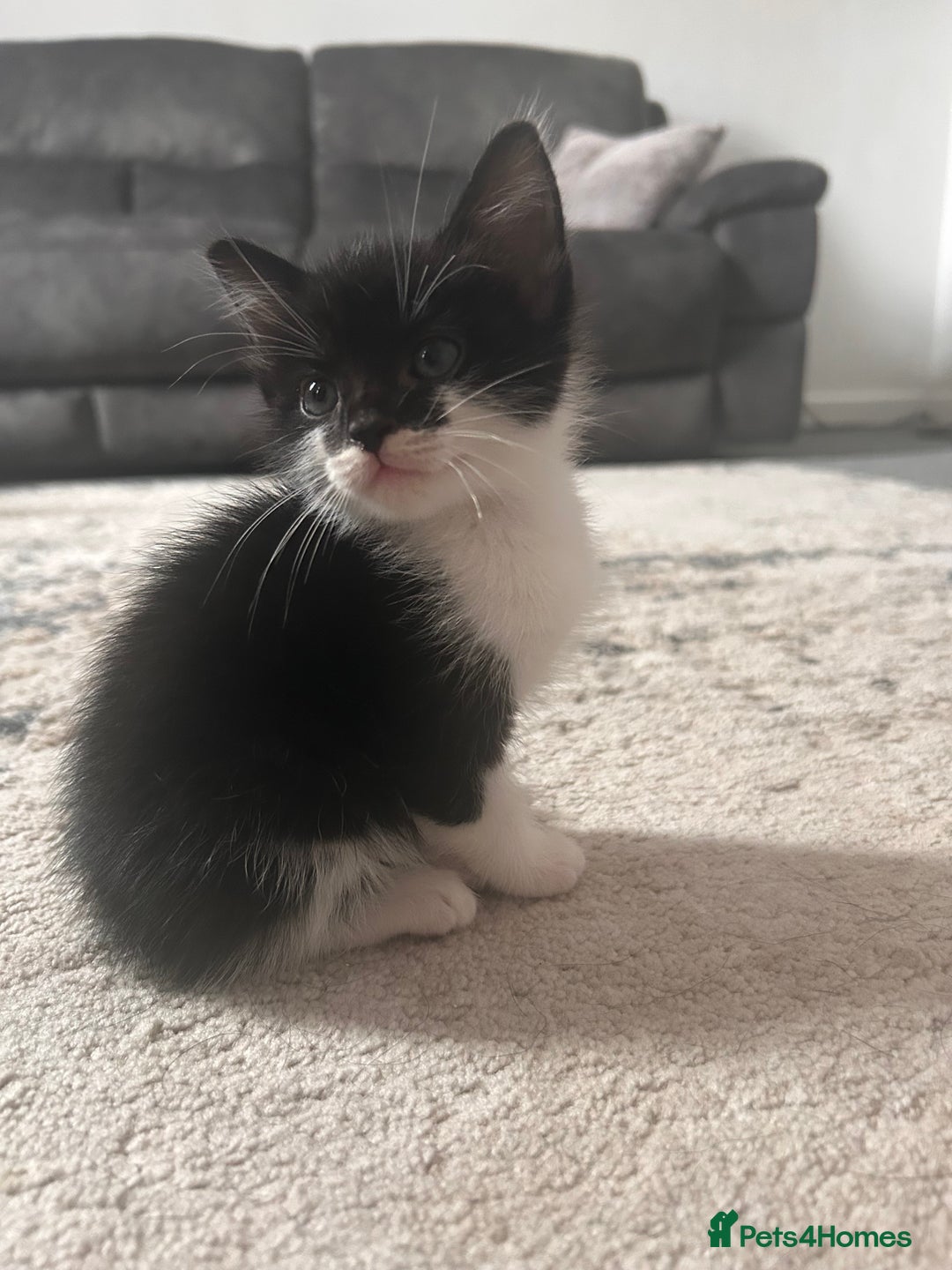 Mixed Breed cats for sale: 6 beautiful Mixed breed kittens  - Image 6