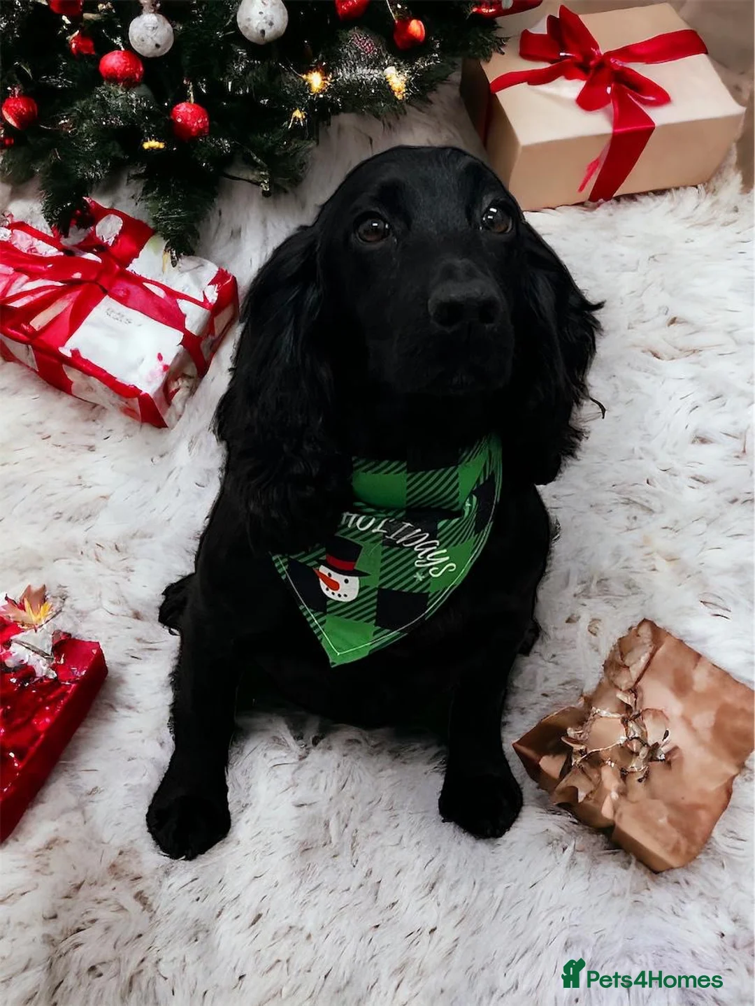 Cocker Spaniel dogs for sale: Beautiful cocker spaniel puppies in Blairgowrie - Advert 5