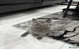 British Shorthair cats for sale: British short hair  in Heckmondwike - Image 1