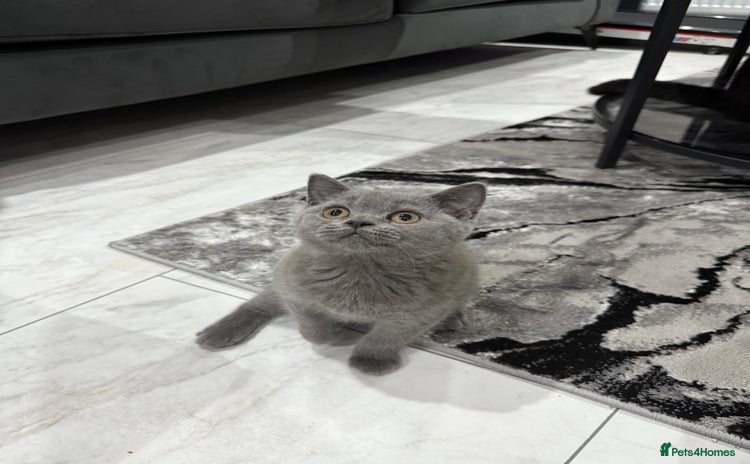 British Shorthair cats in Heckmondwike - Advert 13