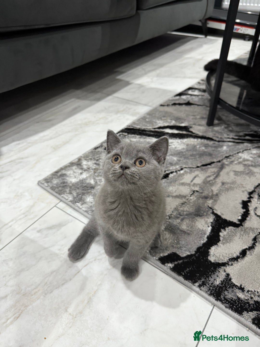 British Shorthair cats for sale: British short hair  in Heckmondwike - Image 1