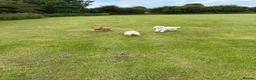 Goldendoodle dogs for sale: Fabulous Australian Doubledoodle Puppies  - Advert 6