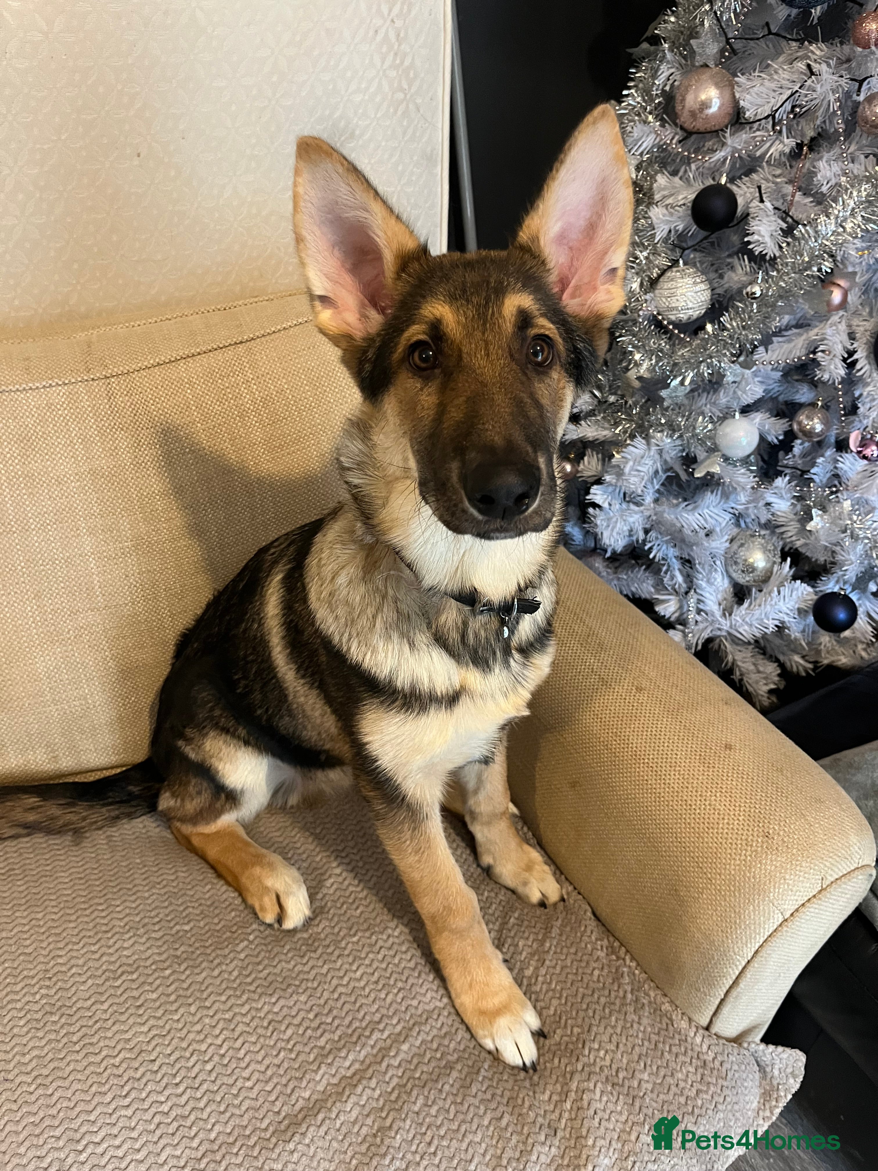 Mixed Breed dogs Blu 4 month old gsd x husky  - Advert 8