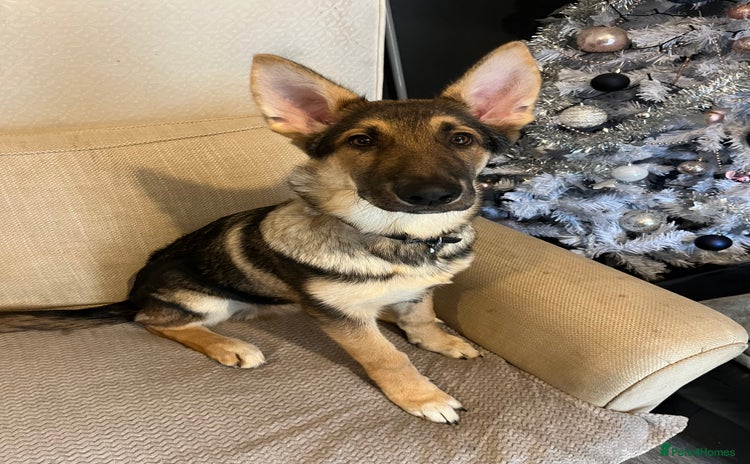 Mixed Breed dogs Blu 4 month old gsd x husky  - Advert 1