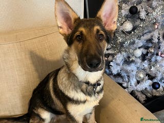 Mixed Breed dogs Blu 4 month old gsd x husky - Advert 13