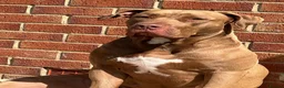 Mixed Breed dogs for sale: Rehoming - Advert 2