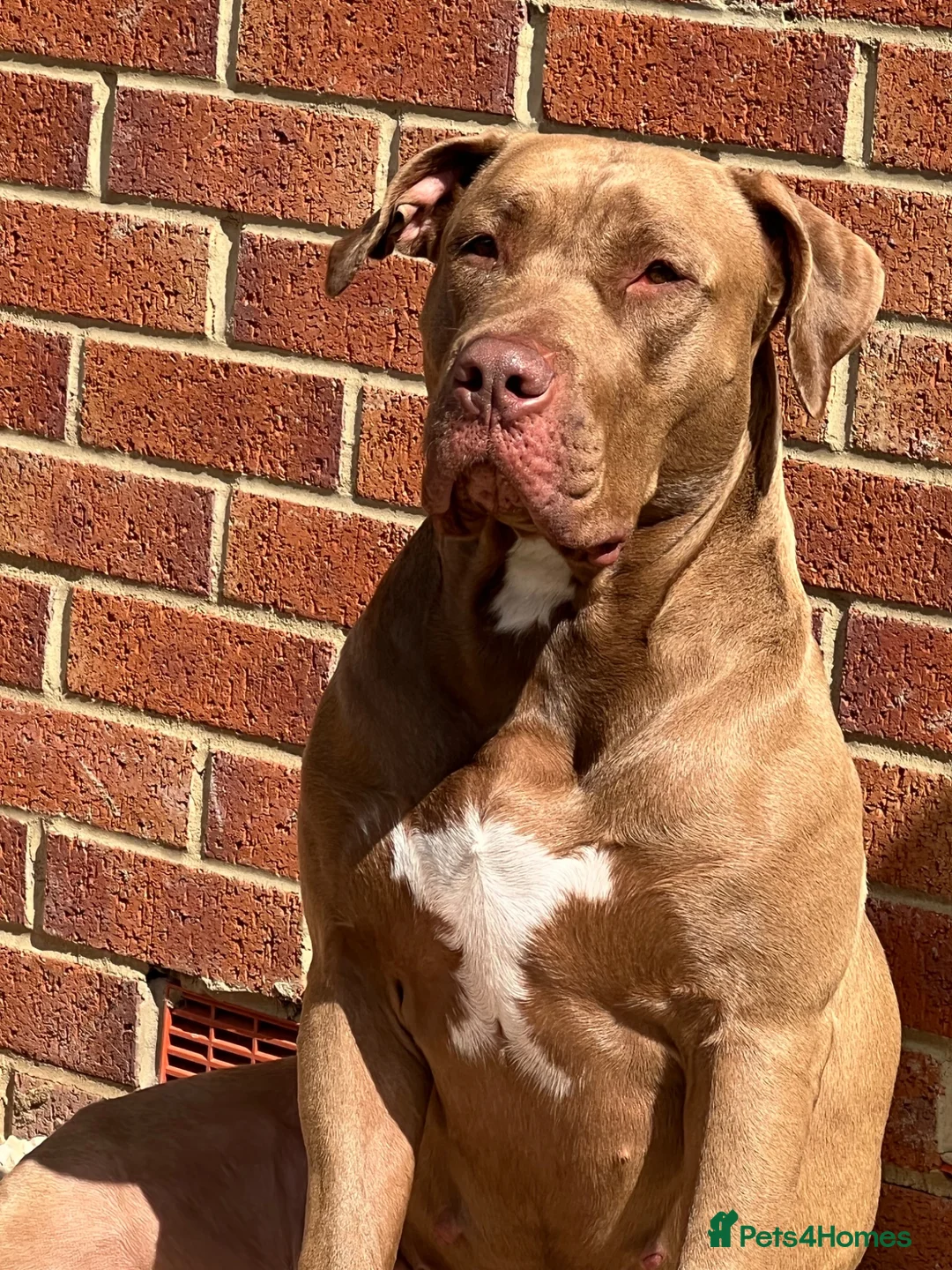 Mixed Breed dogs for sale: Rehoming - Advert 2