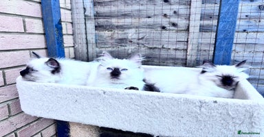 Ragdoll cats - Advert 8