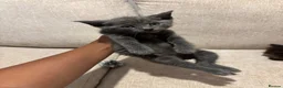 Munchkin cats for sale: RARE BLUE MUNCHKIN BOY - READY TO LEAVE  - Advert 31