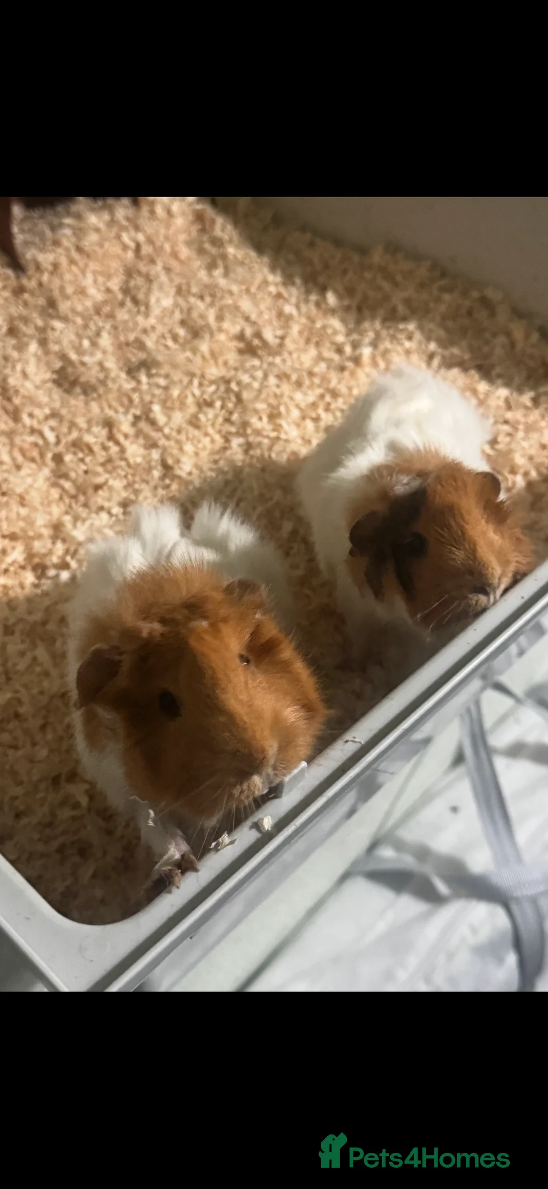 Guinea Pig rodents for sale: 2x Guinea Pig (Mum and Daughter) - Advert 2