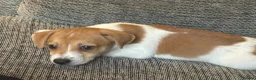 Jack Russell dogs for sale: Gorgeous Jack Russell Puppies - Advert 18