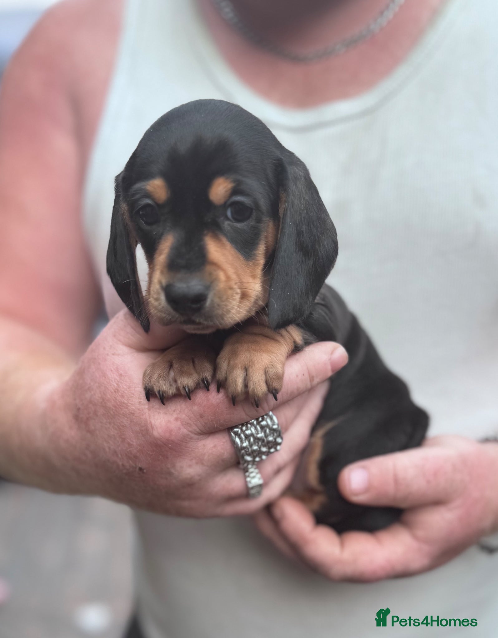 Miniature Dachshund dogs Adorable mini smoothe dachshund puppies - Advert 8