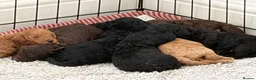 Cockapoo dogs for sale: Beautiful mid sized F1b Cockapoos in Wrexham - Advert 19