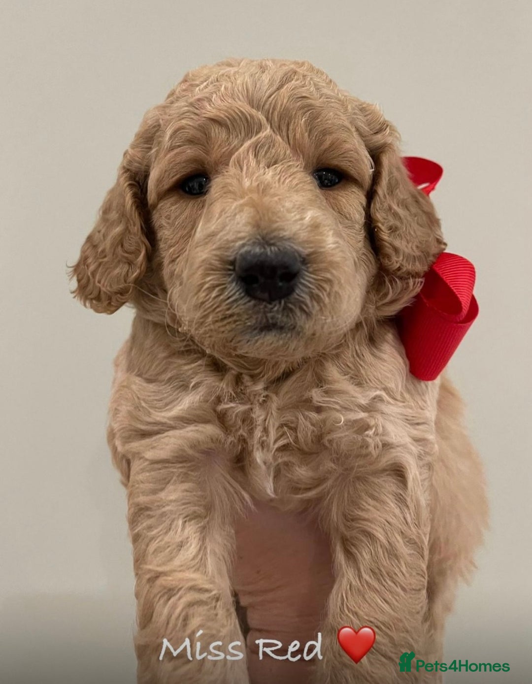 Labradoodle dogs for stud: Stud miniature labradoodle  - Image 7