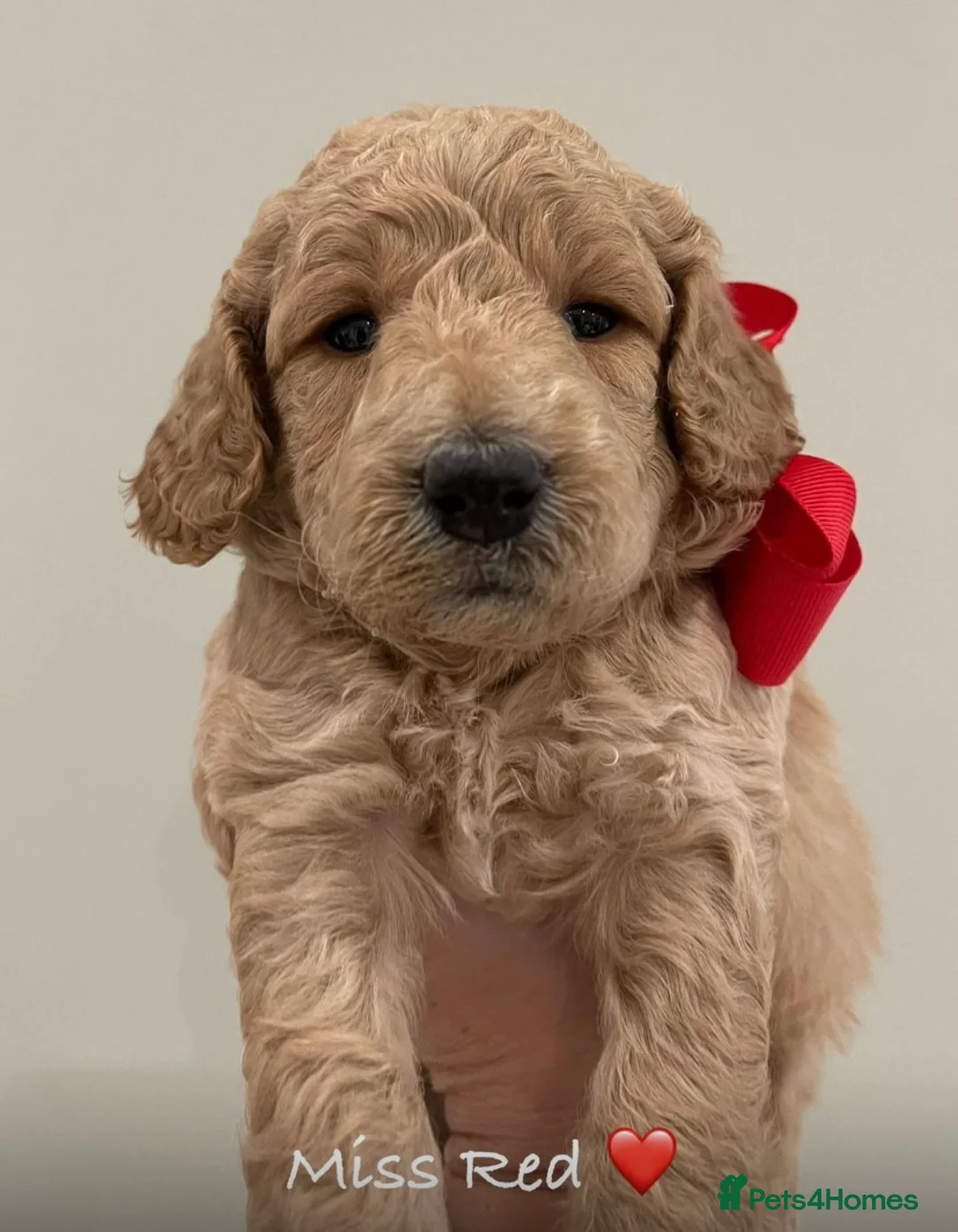 Labradoodle dogs for stud: Stud miniature labradoodle  - Advert 7