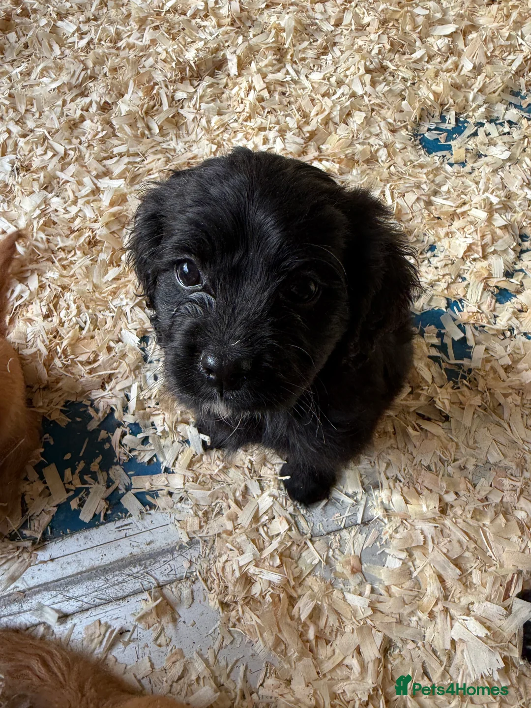 Mixed Breed dogs for sale: Lovely Cavapoos READY NOW apricot and black/white  - Advert 9