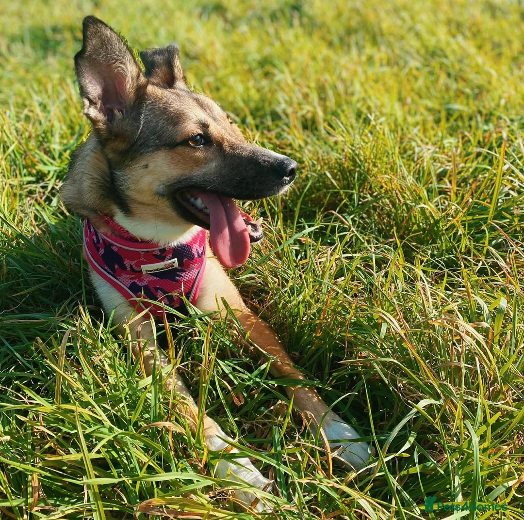 Mixed Breed dogs for adoption: URGENT FOSTER OR FOREVER HOME NEEDED FOR LYRA in Newport - Advert 2