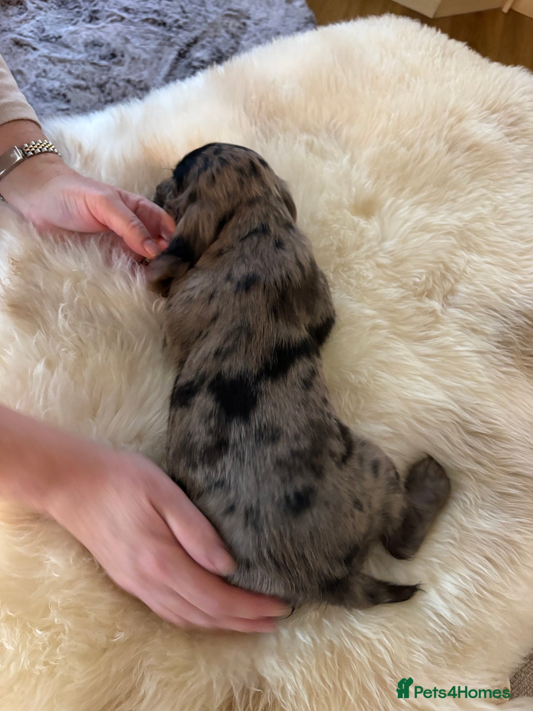 Cocker Spaniel dogs for sale: Beautiful Cocker Spaniel Puppies  - Image 9