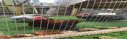 Chickens poultry for sale: Peking Bantam Cockerels in Chesterfield - Advert 3