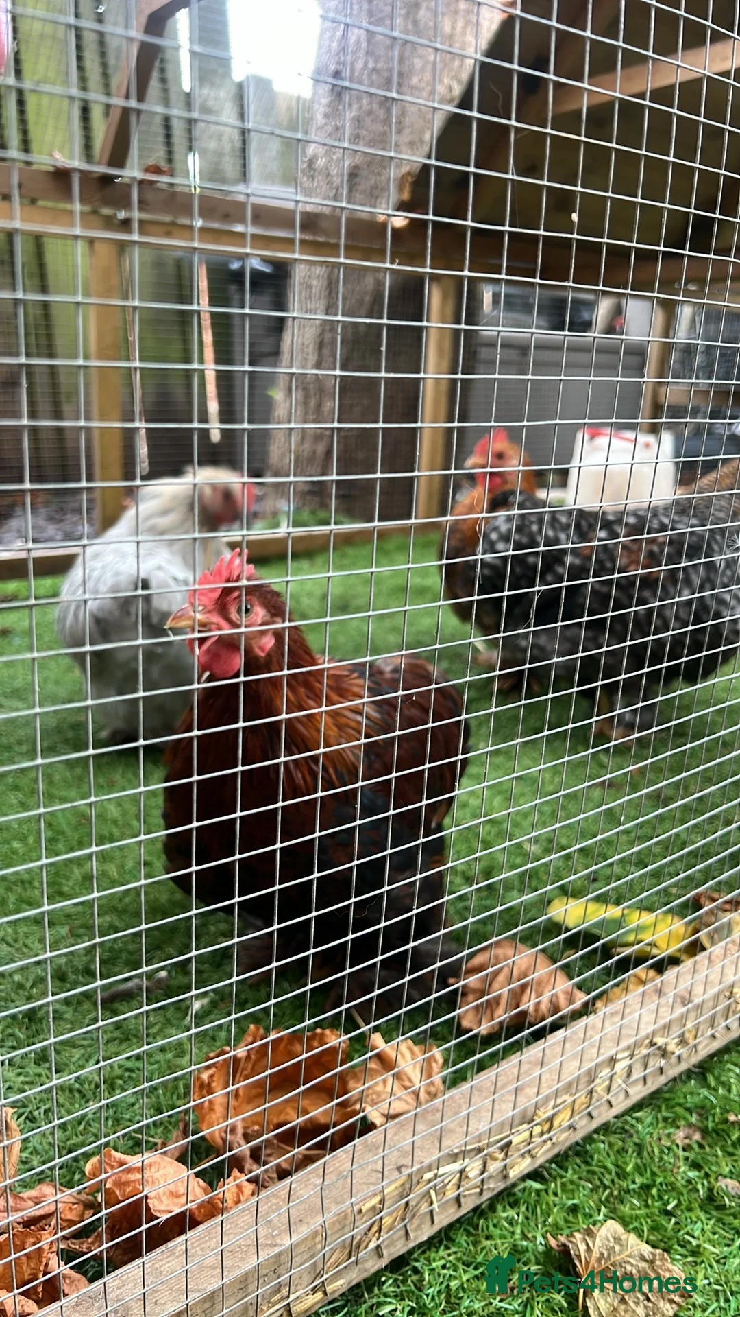 Chickens poultry for sale: Peking Bantam Cockerels in Chesterfield - Advert 3