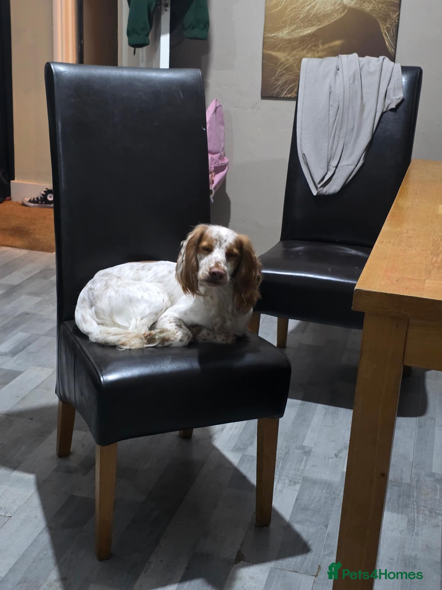 Cocker Spaniel dogs 2 year old cocker boy - Advert 2