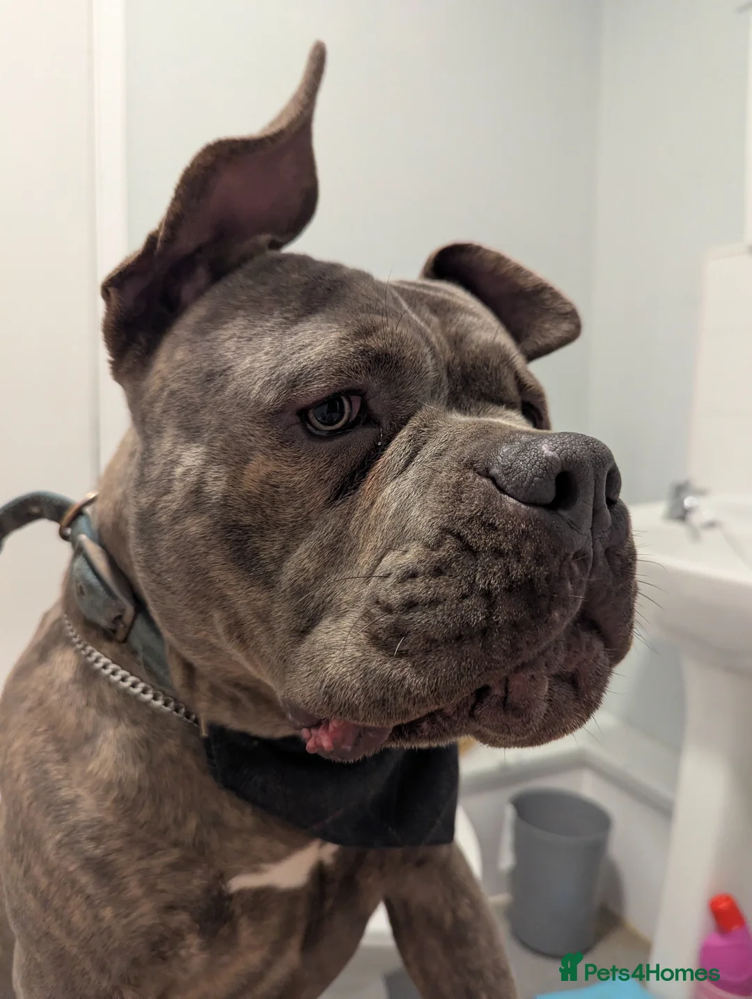 American Bully dogs for stud: Beautiful stunning American pocket bully in Chesterfield - Advert 1