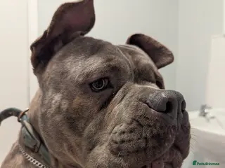 American Bully dogs Beautiful stunning American pocket bully - Advert 1