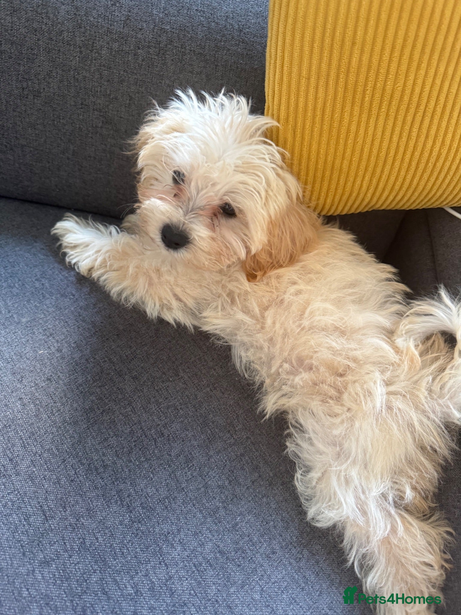 Maltipoo dogs Adorable maltipoo puppies in Huddersfield - Advert 16