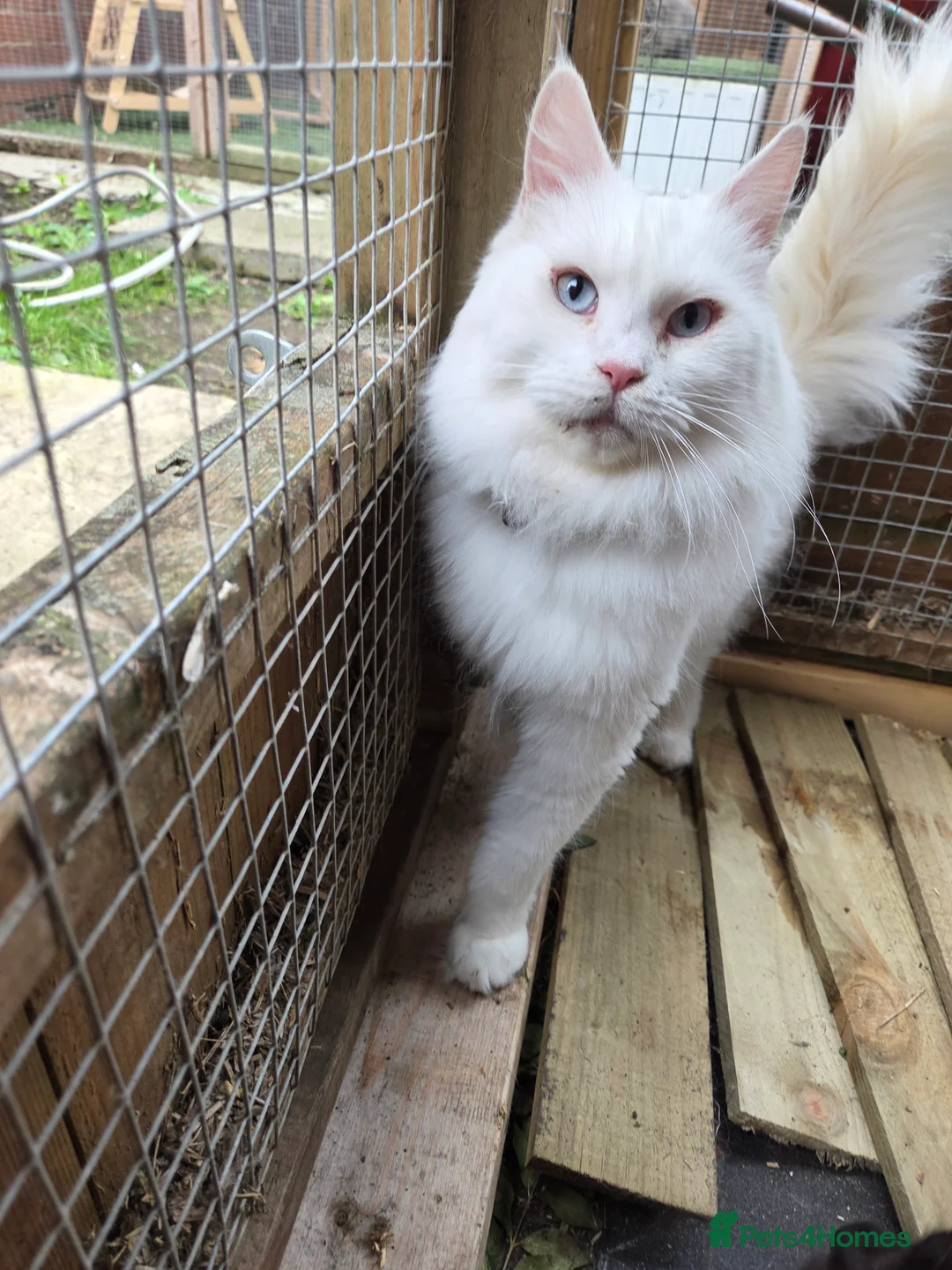 Maine Coon cats for sale: Last girly left to find her forever 🏡 😍  - Advert 4