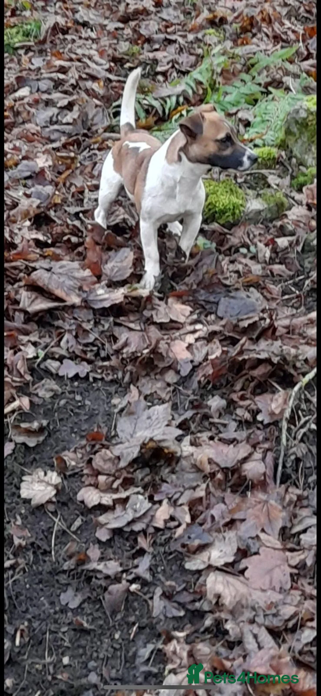 Jack Russell dogs for stud: Miniature Jack Russell for Stud in Newcastle upon Tyne - Advert 12