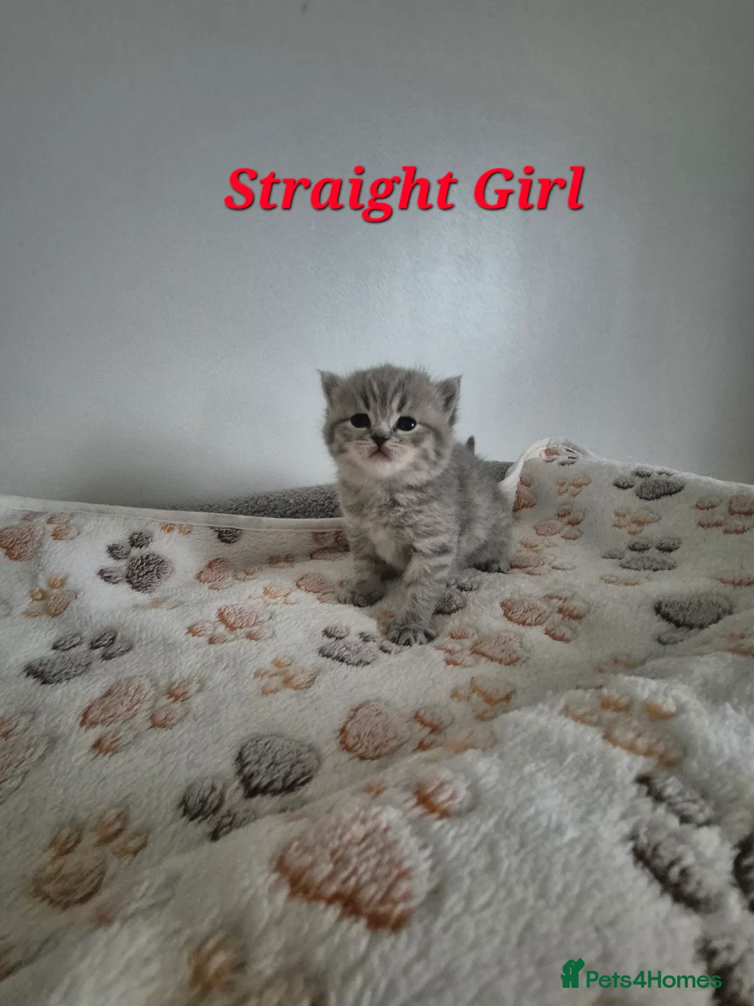 Scottish Fold cats for sale: Scottish Fold/Straight kittens  - Advert 2