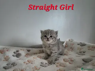 Scottish Fold cats Scottish Fold/Straight kittens - Advert 9