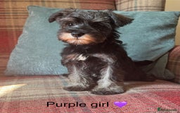 Miniature Schnauzer dogs for sale: KC Registered, health tested, puppies ready now!  - Image 6