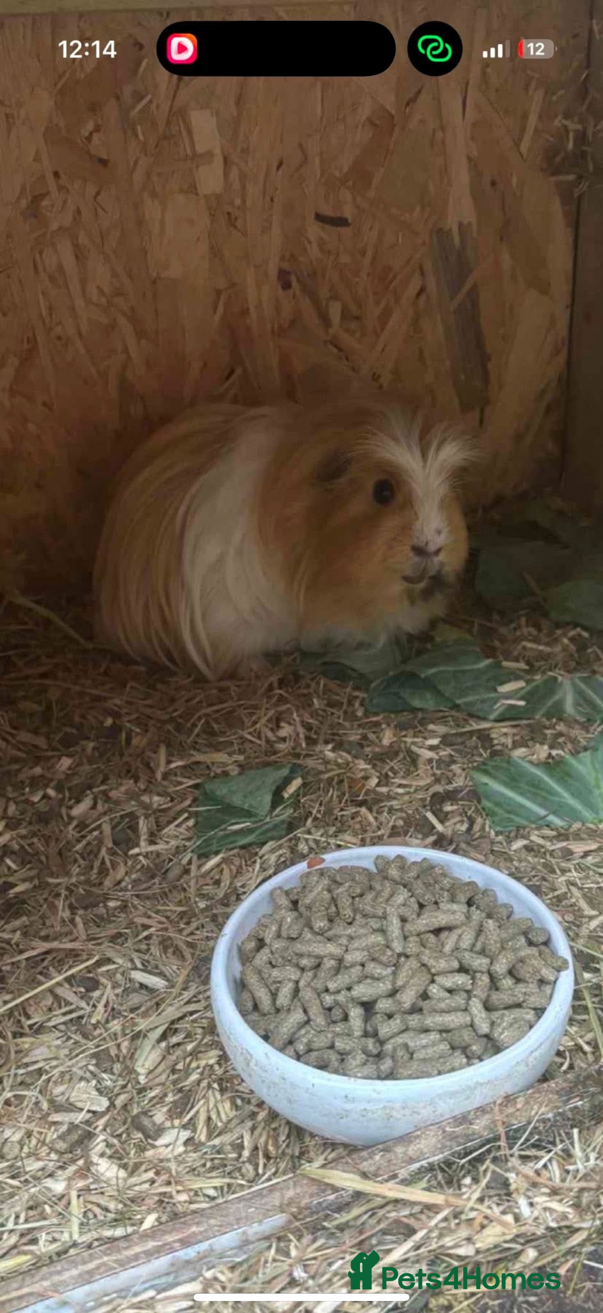 Guinea Pig rodents Shelty boar  - Advert 17