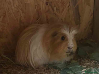 Guinea Pig rodents Shelty boar - Advert 14