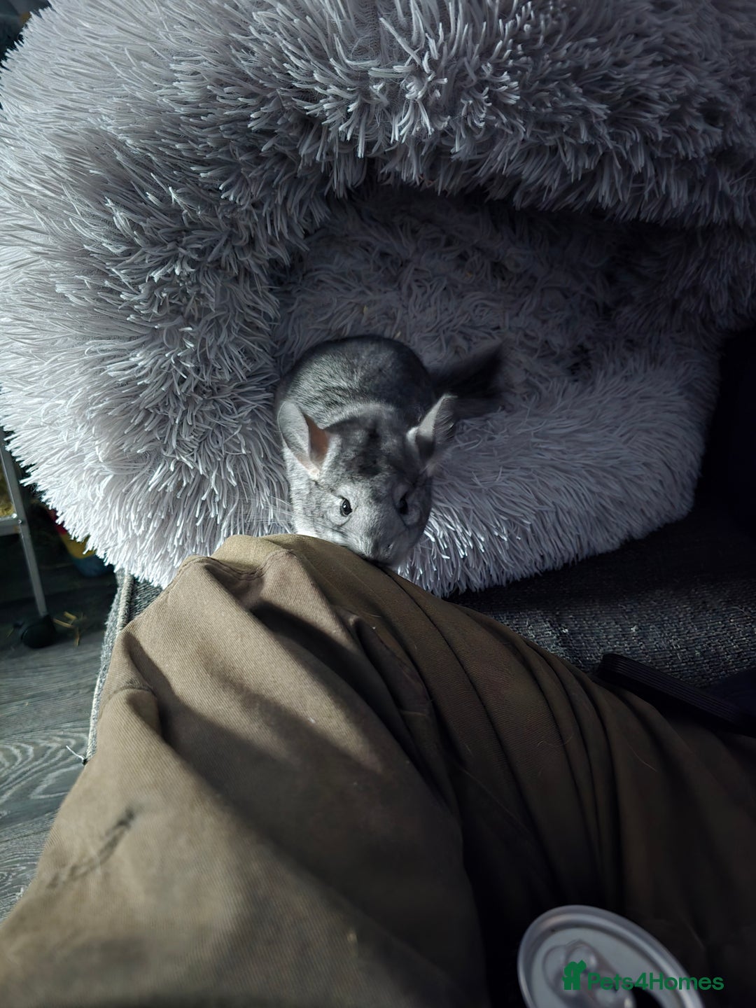Chinchilla rodents for sale: Male baby chinchilla - Image 3