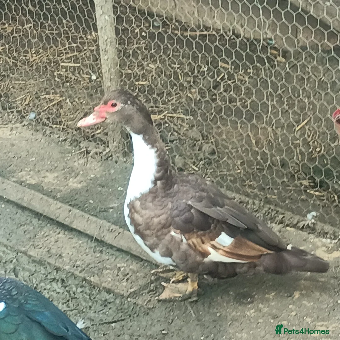 Ducks poultry for sale: Muscovie Ducks bonded flock of four - Advert 4