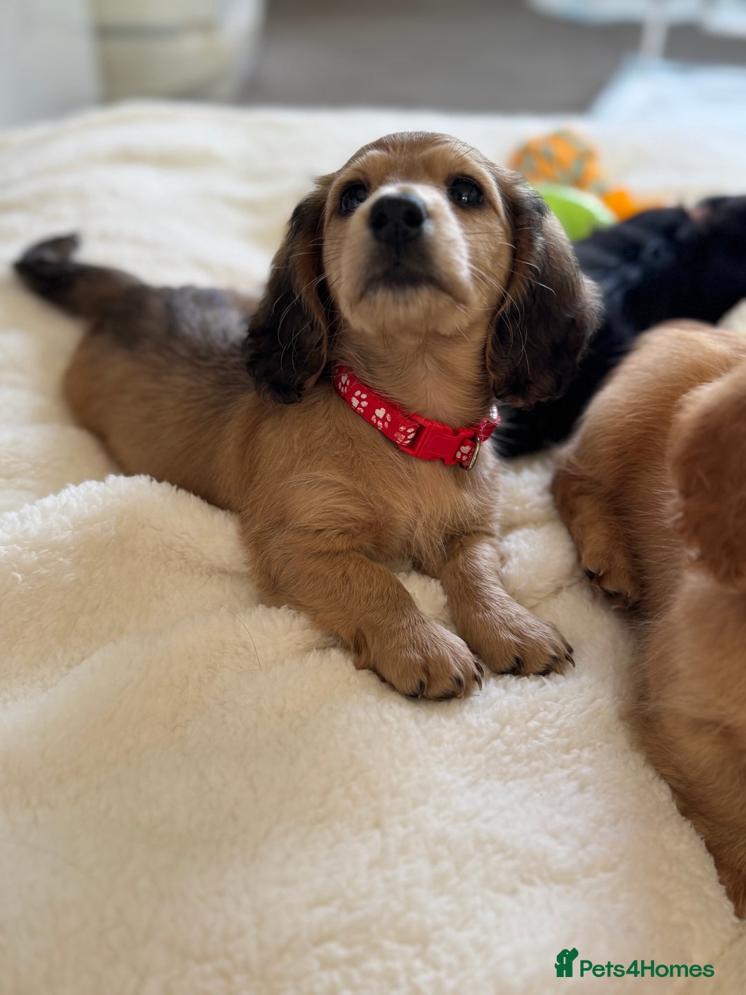 Miniature Dachshund dogs for sale: 1 YEAR OLD EXTRA TINI CREAM LONGHAIR DACHSHUND  in Sudbury - Image 3