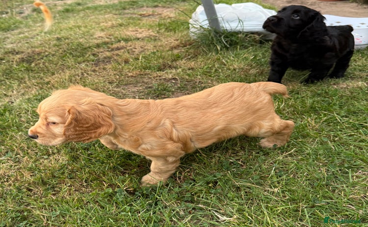Cocker Spaniel dogs - Advert 11
