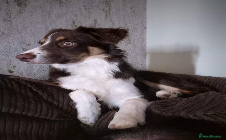 Border Collie dogs - Advert 2